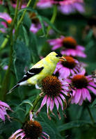 Gold Finch in the Flowers
